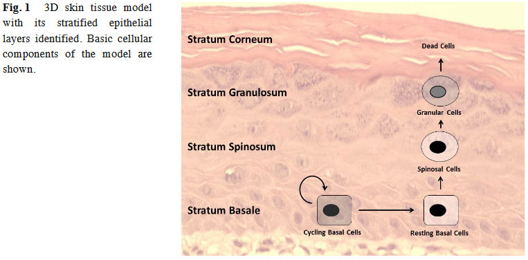 3D skin tissue model with its stratified epithelial layers  identified. Basic cellular components of  the  model are shown.